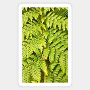 Ferns, Stawell Sticker